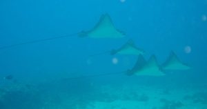 Spotted-Eagle-Rays